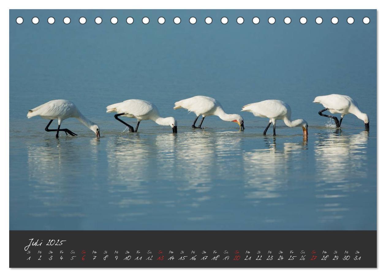 Bild: 9783435491322 | Natur erleben Seewinkel-Neusiedlersee (Tischkalender 2025 DIN A5...