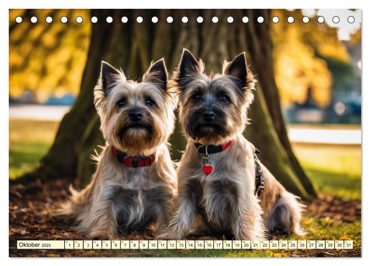 Bild: 9783435420742 | Cairn Terrier - lustiges Raubein aus Schottland (Tischkalender 2025...