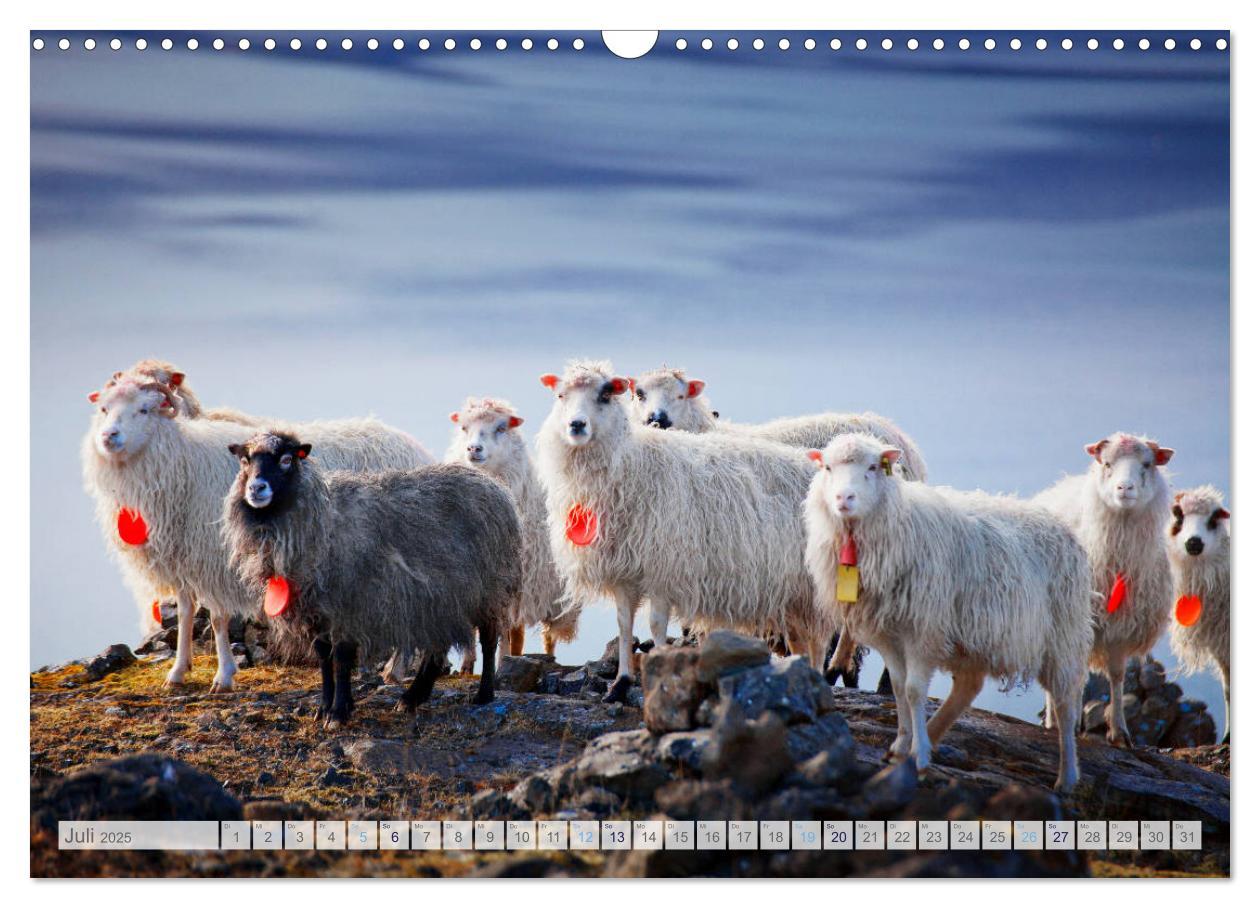 Bild: 9783435185009 | Schafe - Raues Wetter, weiche Wolle (Wandkalender 2025 DIN A3...