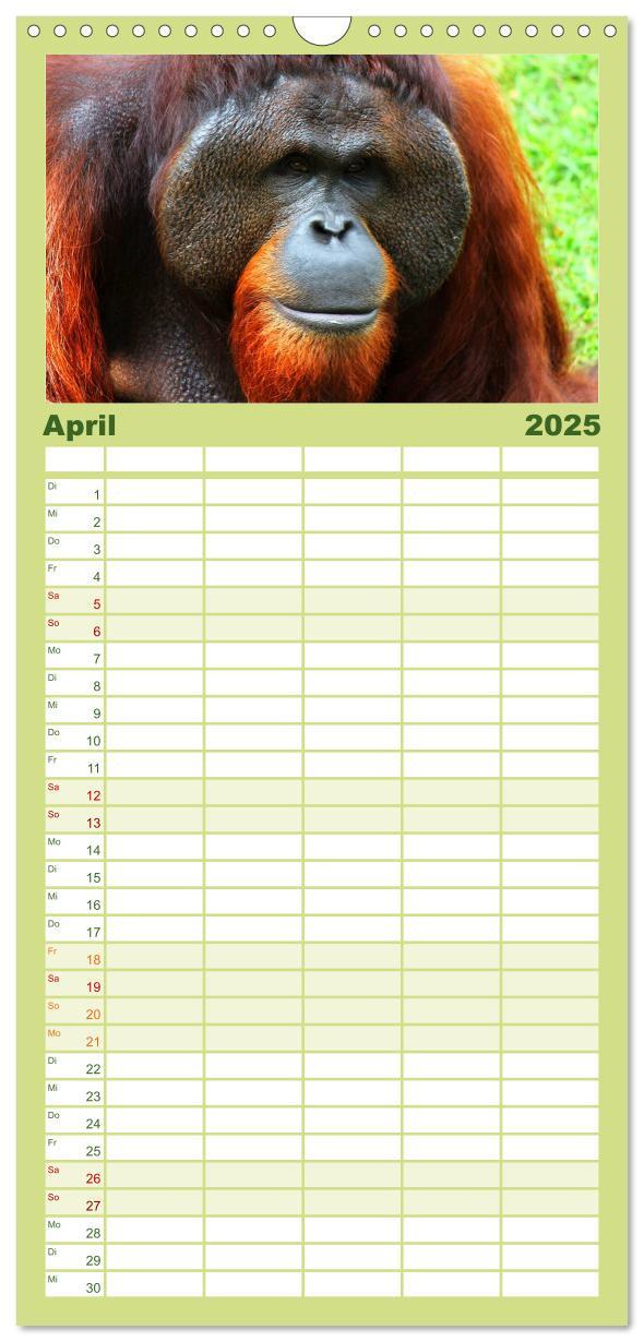 Bild: 9783457126585 | Familienplaner 2025 - Orang-Utans mit 5 Spalten (Wandkalender, 21 x...