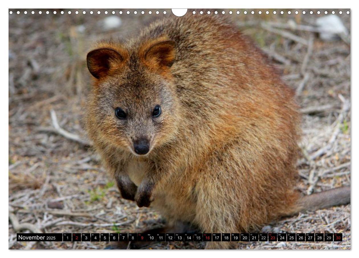 Bild: 9783435725786 | Australiens Tierwelt (Wandkalender 2025 DIN A3 quer), CALVENDO...