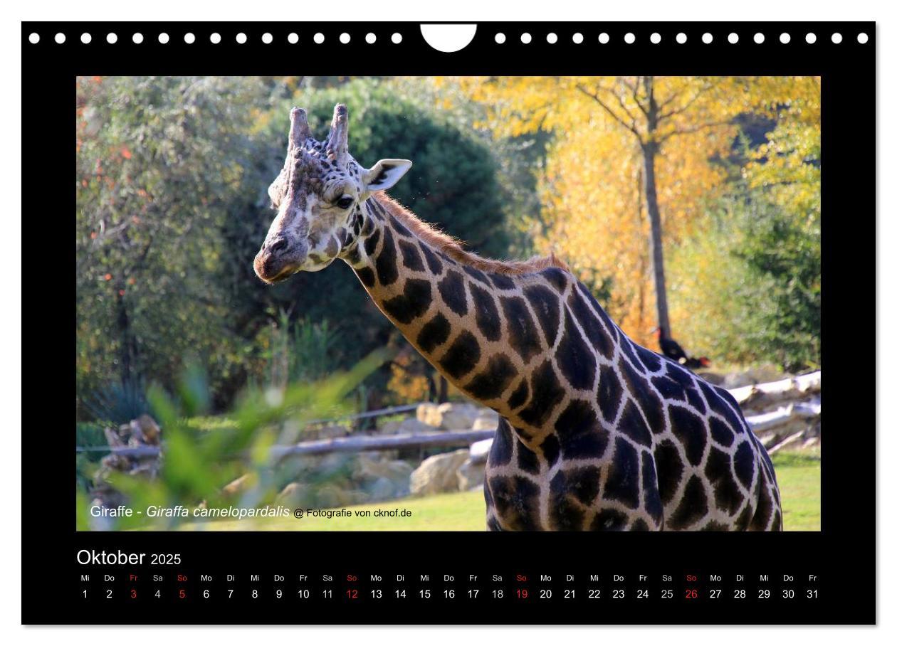 Bild: 9783435786183 | Wildtiere (Wandkalender 2025 DIN A4 quer), CALVENDO Monatskalender