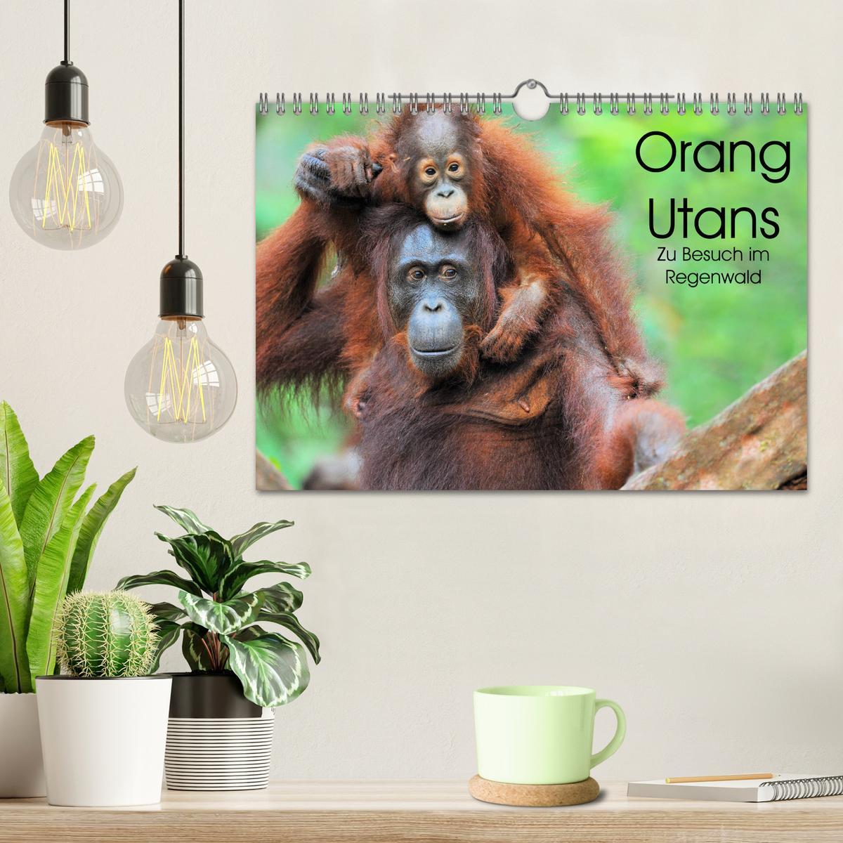 Bild: 9783435228133 | Orang Utans: Zu Besuch im Regenwald (Wandkalender 2025 DIN A4...