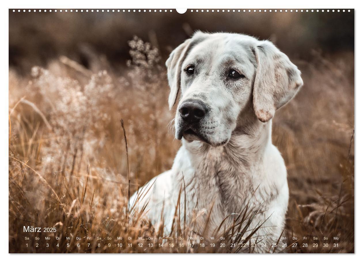 Bild: 9783435017843 | Verzauberung Labrador Retriever 2025 (Wandkalender 2025 DIN A2...