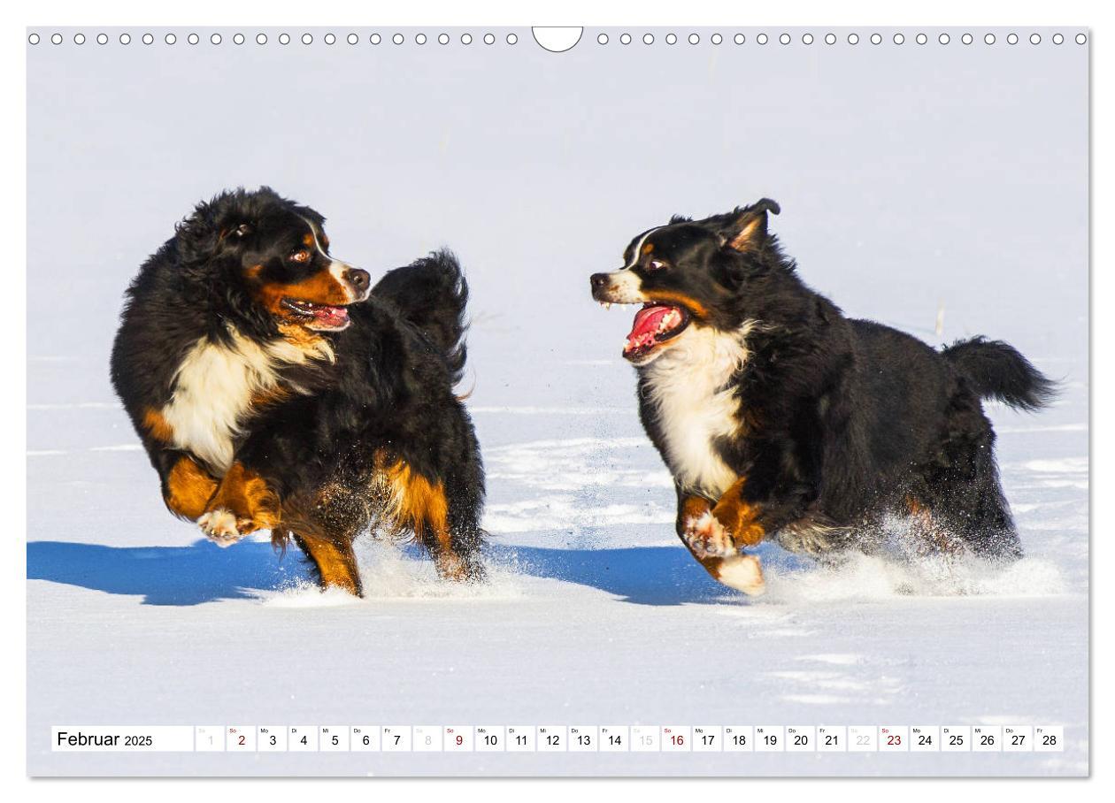 Bild: 9783435380800 | Faszinierende Schönheit Berner Sennenhund (Wandkalender 2025 DIN A3...