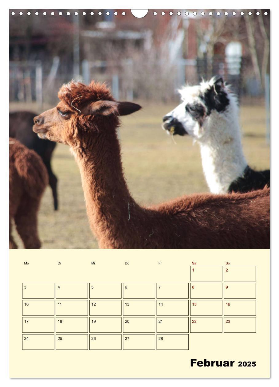 Bild: 9783435962372 | Alpakas erleben (Wandkalender 2025 DIN A3 hoch), CALVENDO...