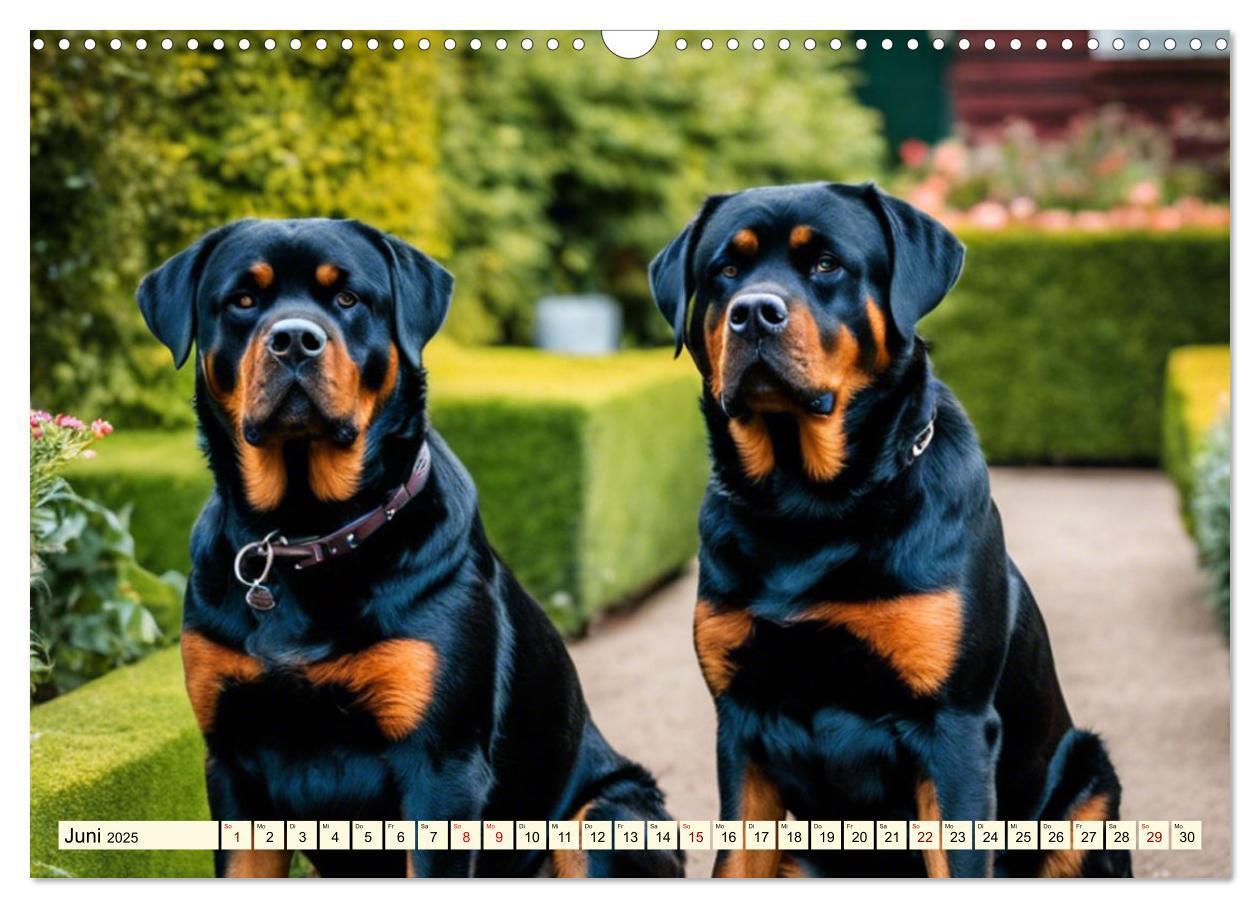 Bild: 9783457128688 | Rottweiler - die Beschützer (Wandkalender 2025 DIN A3 quer),...