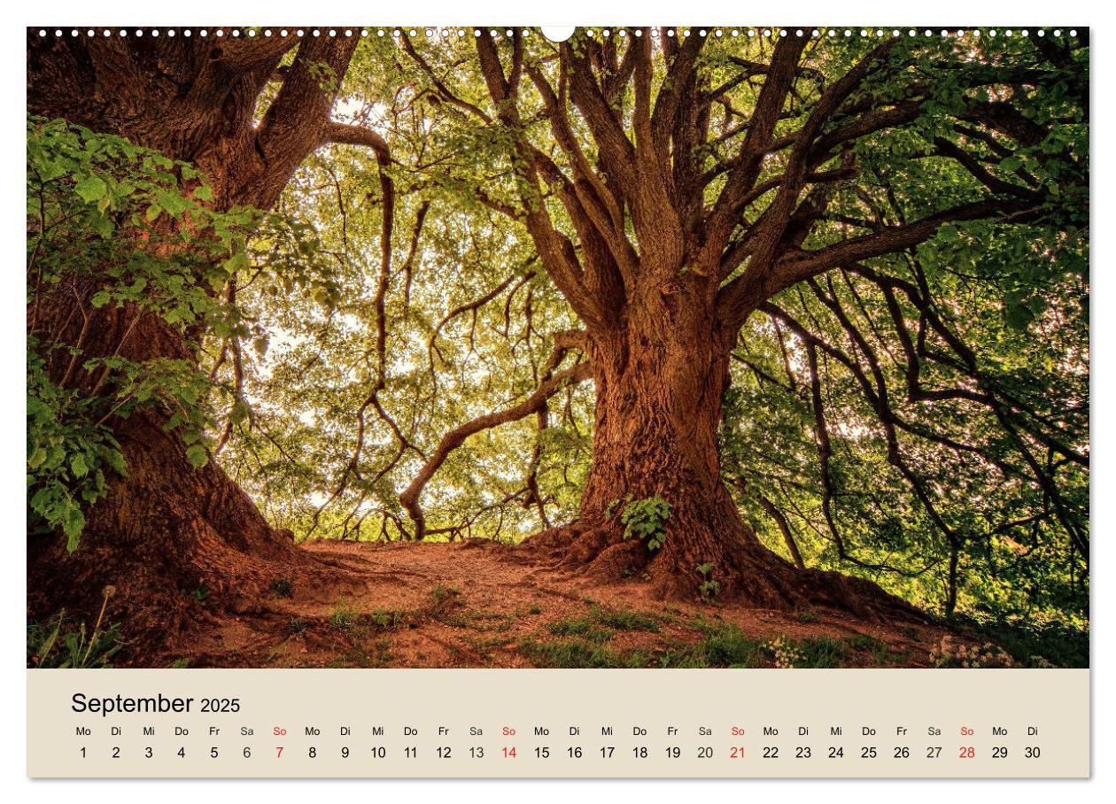 Bild: 9783435317714 | Der Wald. Durch zauberhafte Waldlandschaften (Wandkalender 2025 DIN...