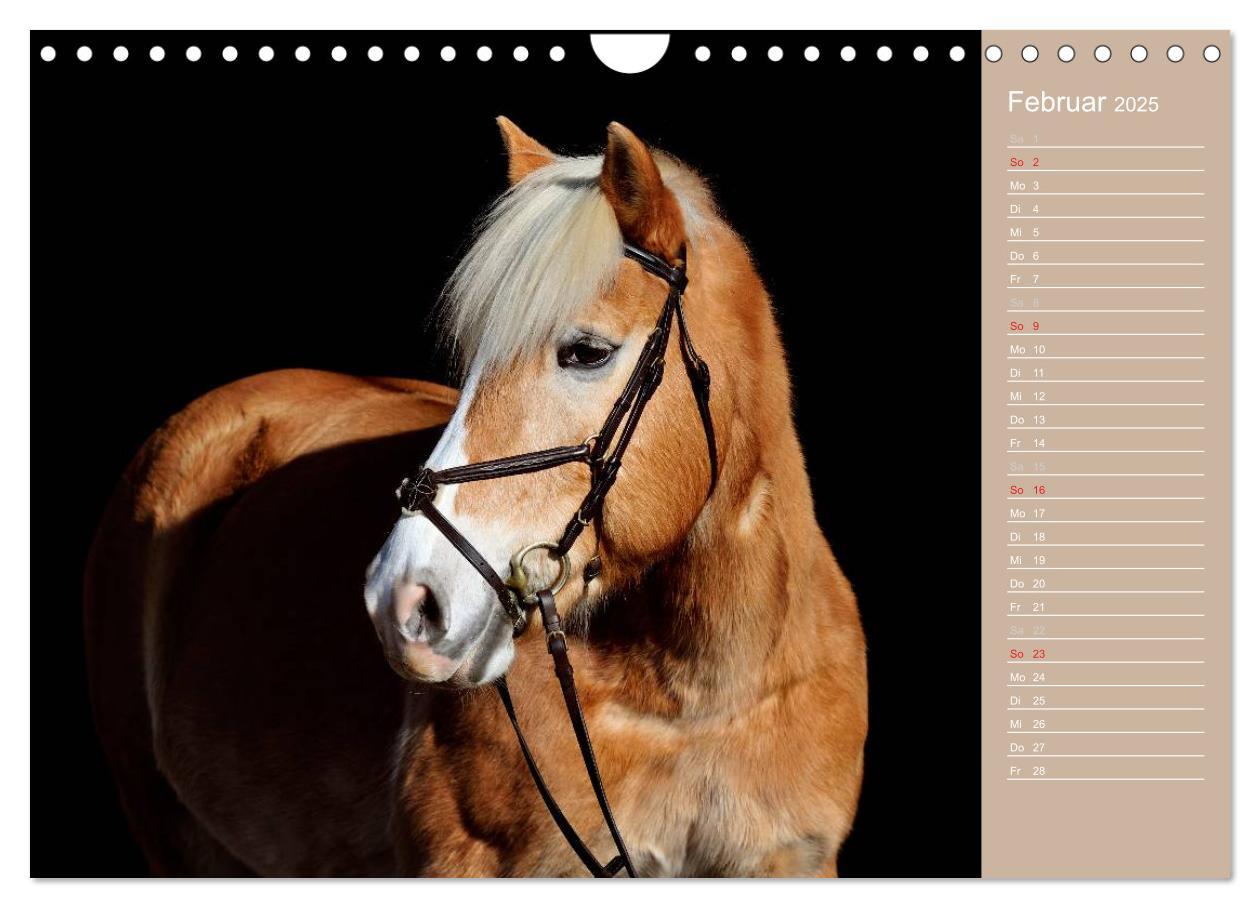 Bild: 9783435743308 | Haflinger / Geburtstagskalender (Wandkalender 2025 DIN A4 quer),...