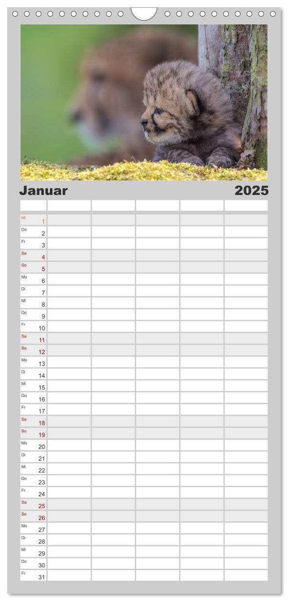 Bild: 9783457123584 | Familienplaner 2025 - Raubkatzenkinder mit 5 Spalten (Wandkalender,...