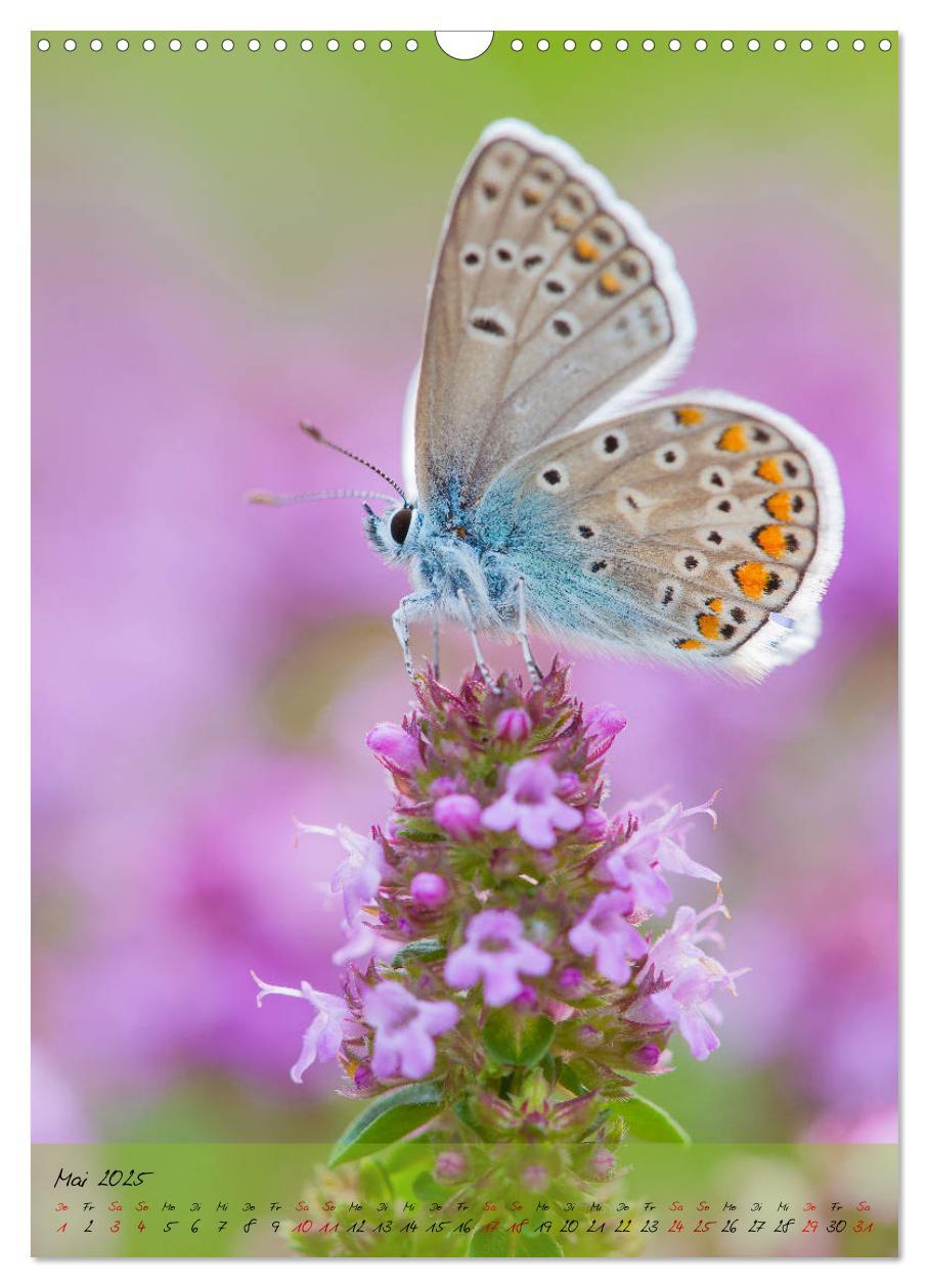 Bild: 9783435976324 | Kunterbuntes Gartenleben - Schmetterlinge in Gärten und Parks...