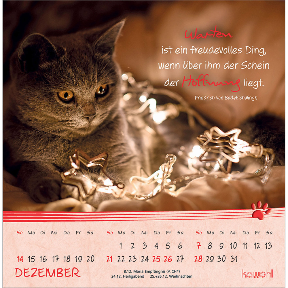 Bild: 9783754816950 | Kleine Katzen-Tatzen 2025 | Postkarten-Kalender | Kalender | 13 S.