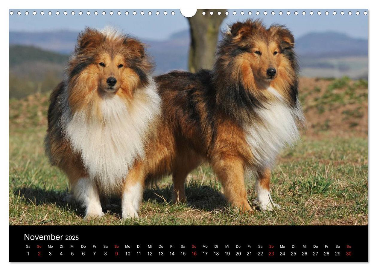 Bild: 9783435768226 | Sheltie 2025 (Wandkalender 2025 DIN A3 quer), CALVENDO Monatskalender