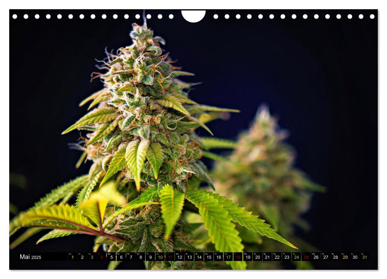 Bild: 9783435691463 | Faszination Cannabis (Wandkalender 2025 DIN A4 quer), CALVENDO...