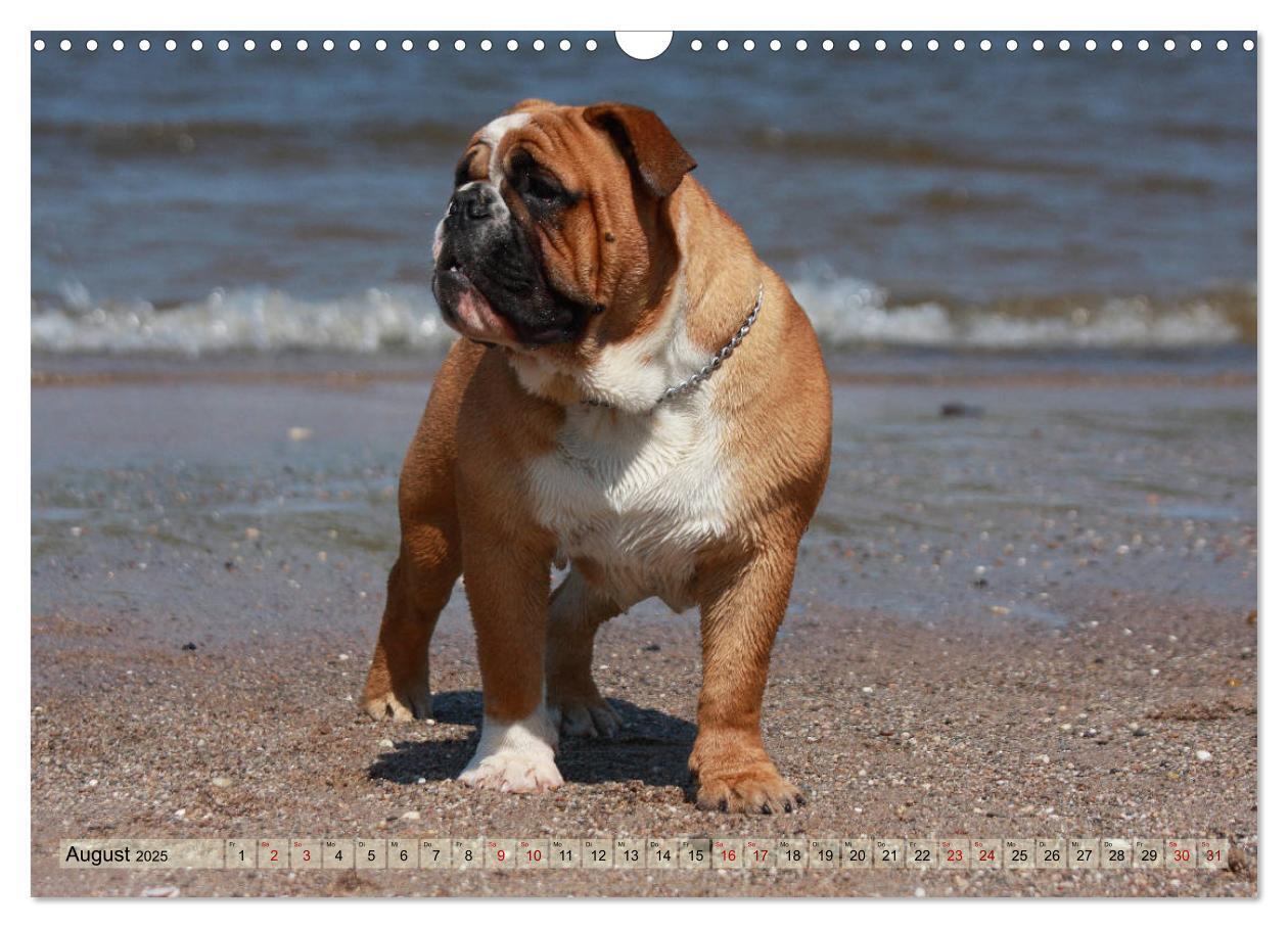 Bild: 9783435385805 | Bulldoggen - Englische und Französische Bulldoggen (Wandkalender...