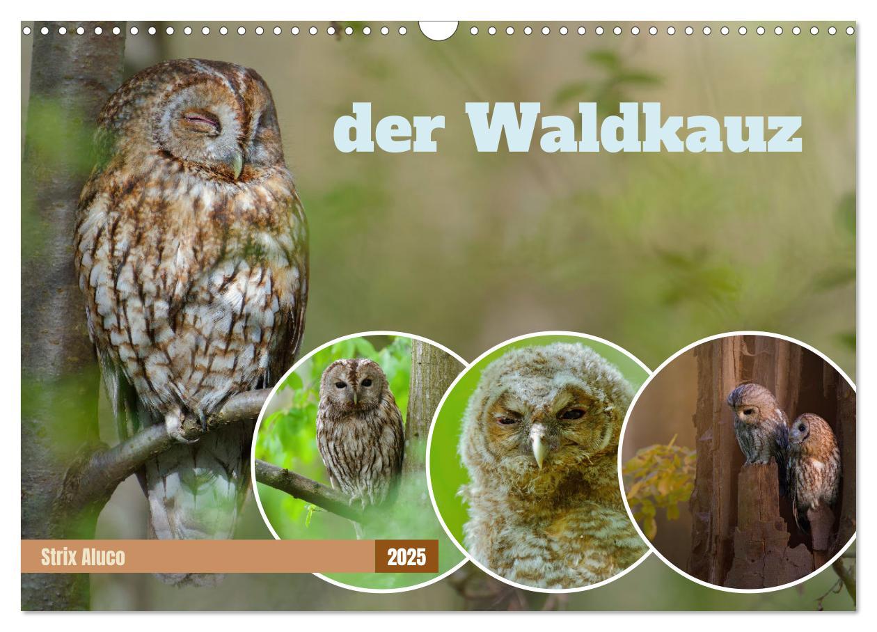 Cover: 9783383834356 | der Waldkauz - Strix Aluco (Wandkalender 2025 DIN A3 quer),...