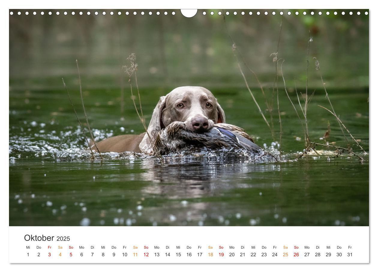 Bild: 9783457181430 | Treue Jagdgefährten - Jagdhunderassen im Portrait (Wandkalender...