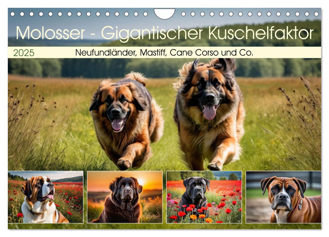 Cover: 9783457147948 | Molosser - Gigantischer Kuschelfaktor (Wandkalender 2025 DIN A4...