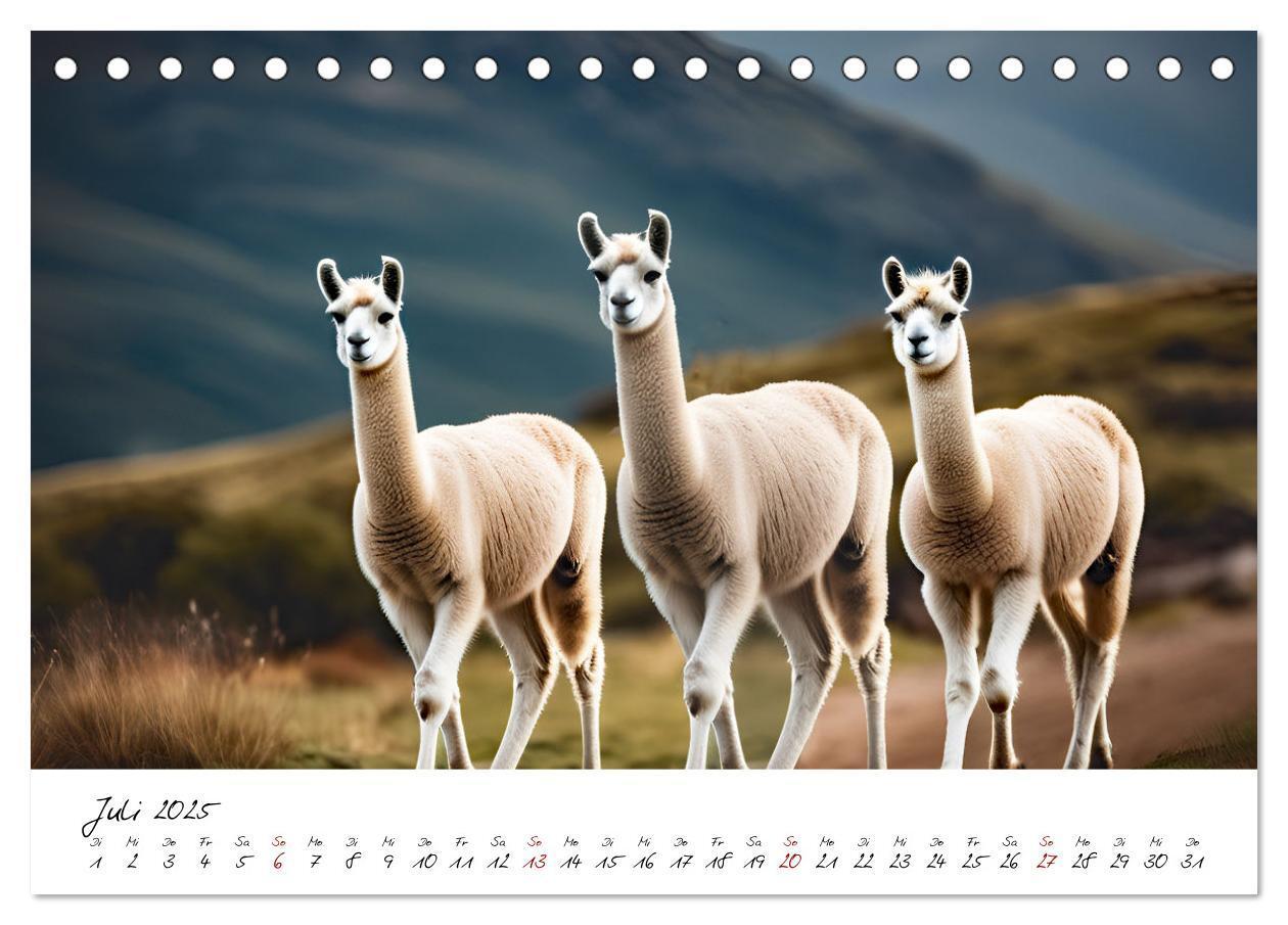 Bild: 9783457189641 | Alpakas, die sanften Andenbewohner (Tischkalender 2025 DIN A5...