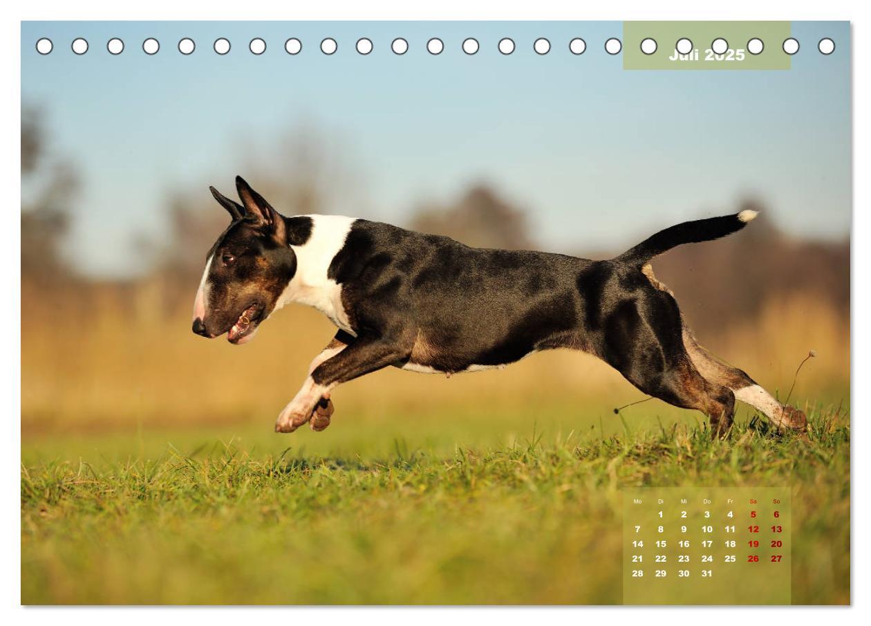 Bild: 9783435340330 | Bullterrier 2025 Frech und fröhlich durch das Jahr (Tischkalender...