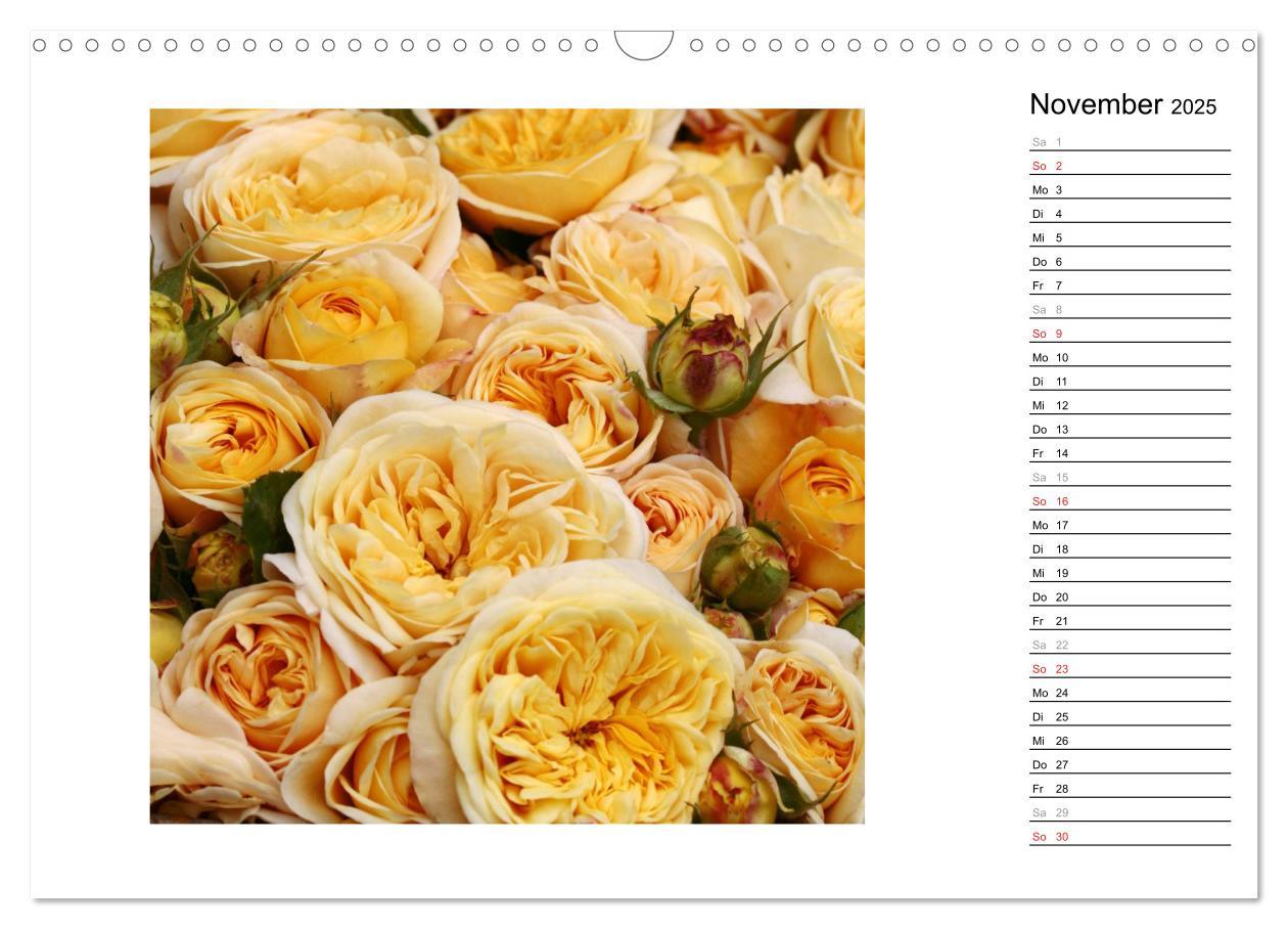 Bild: 9783435467761 | Die vielen Gesichter der Rosen (Wandkalender 2025 DIN A3 quer),...