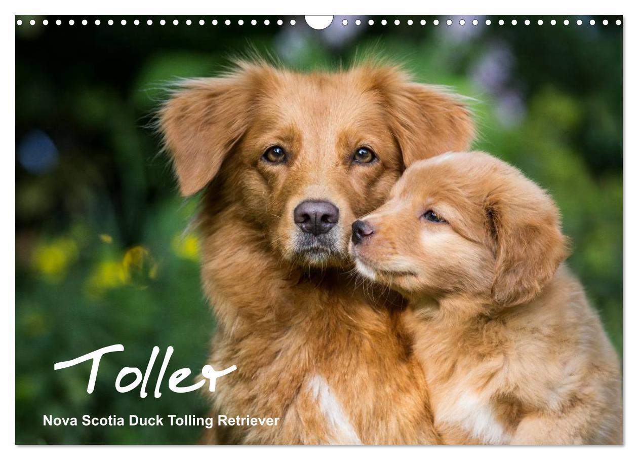 Cover: 9783435629213 | Toller - Nova Scotia Duck Tolling Retriever (Wandkalender 2025 DIN...