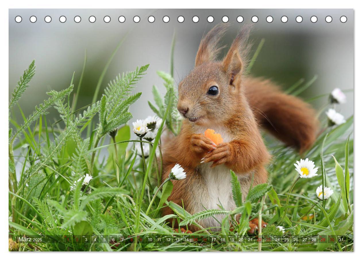 Bild: 9783435344178 | Eichhörnchen Luna und ihre Kinder (Tischkalender 2025 DIN A5 quer),...