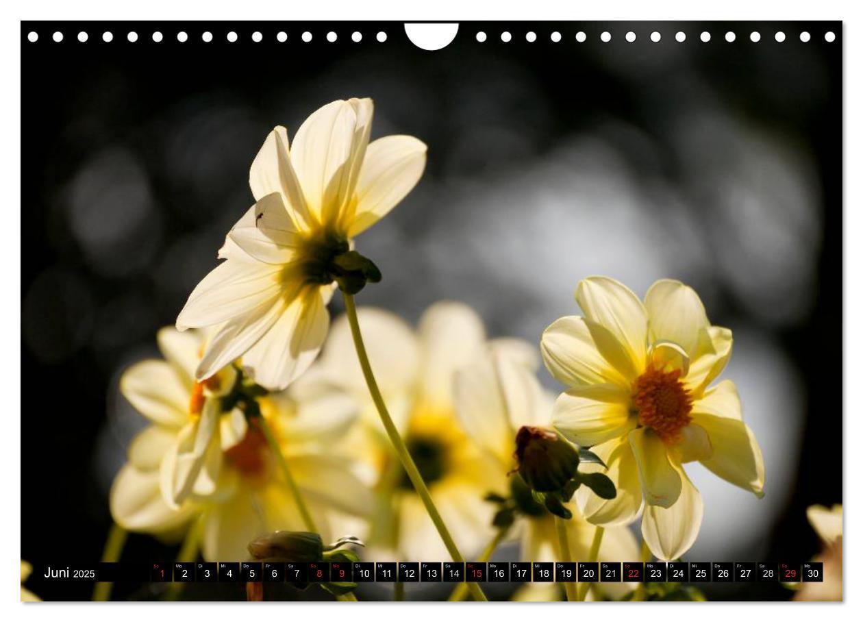 Bild: 9783435664047 | Dahlia - Dahlien (Wandkalender 2025 DIN A4 quer), CALVENDO...