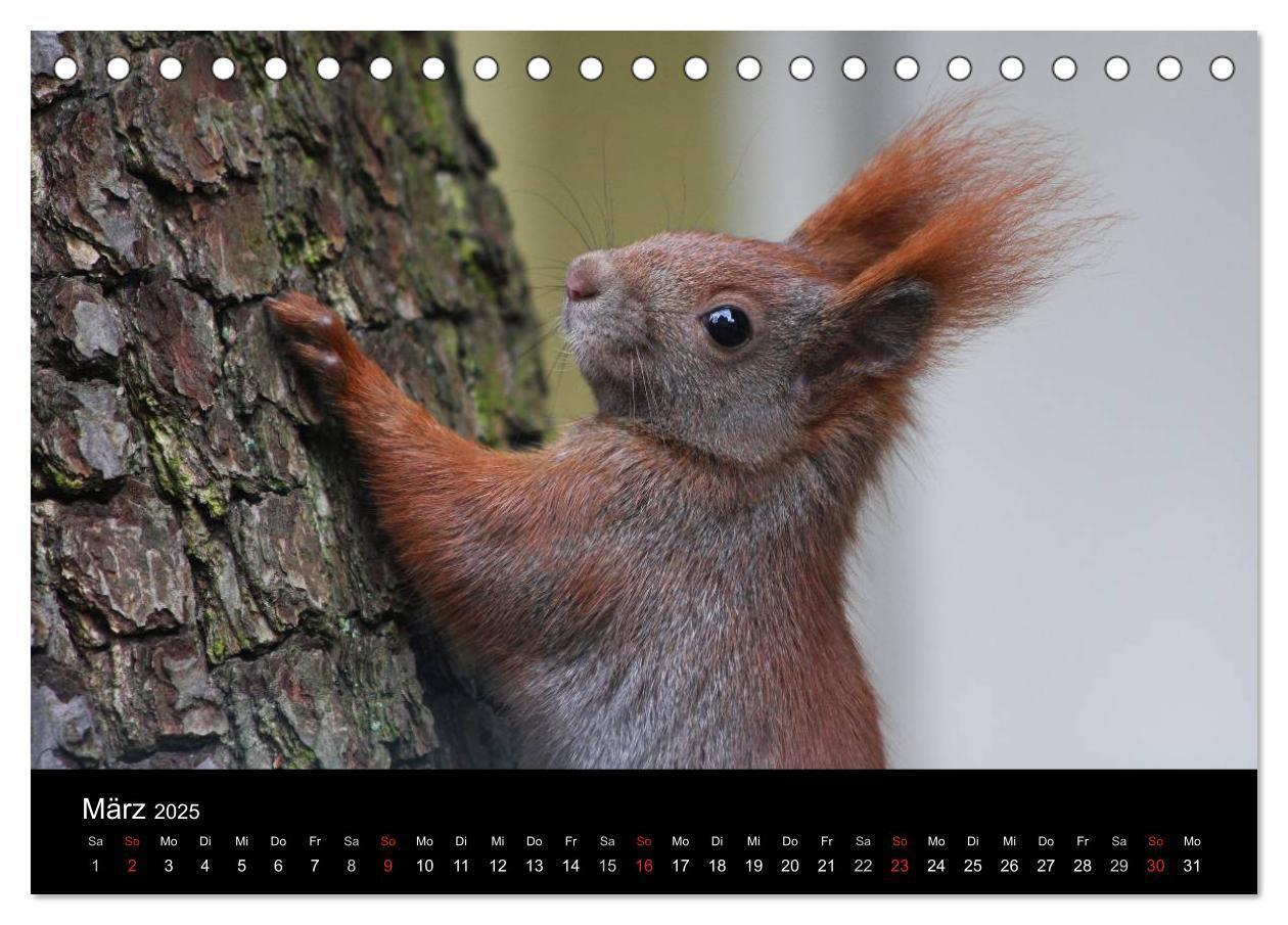 Bild: 9783435561551 | Artist im Garten. Das Eichhörnchen (Tischkalender 2025 DIN A5...