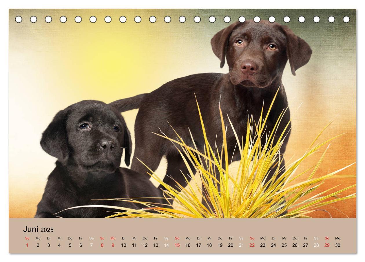 Bild: 9783435160242 | Labrador Retriever unsere Freunde (Tischkalender 2025 DIN A5 quer),...