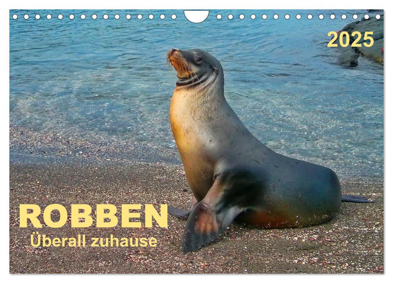 Cover: 9783435725120 | Robben - überall zuhause (Wandkalender 2025 DIN A4 quer), CALVENDO...