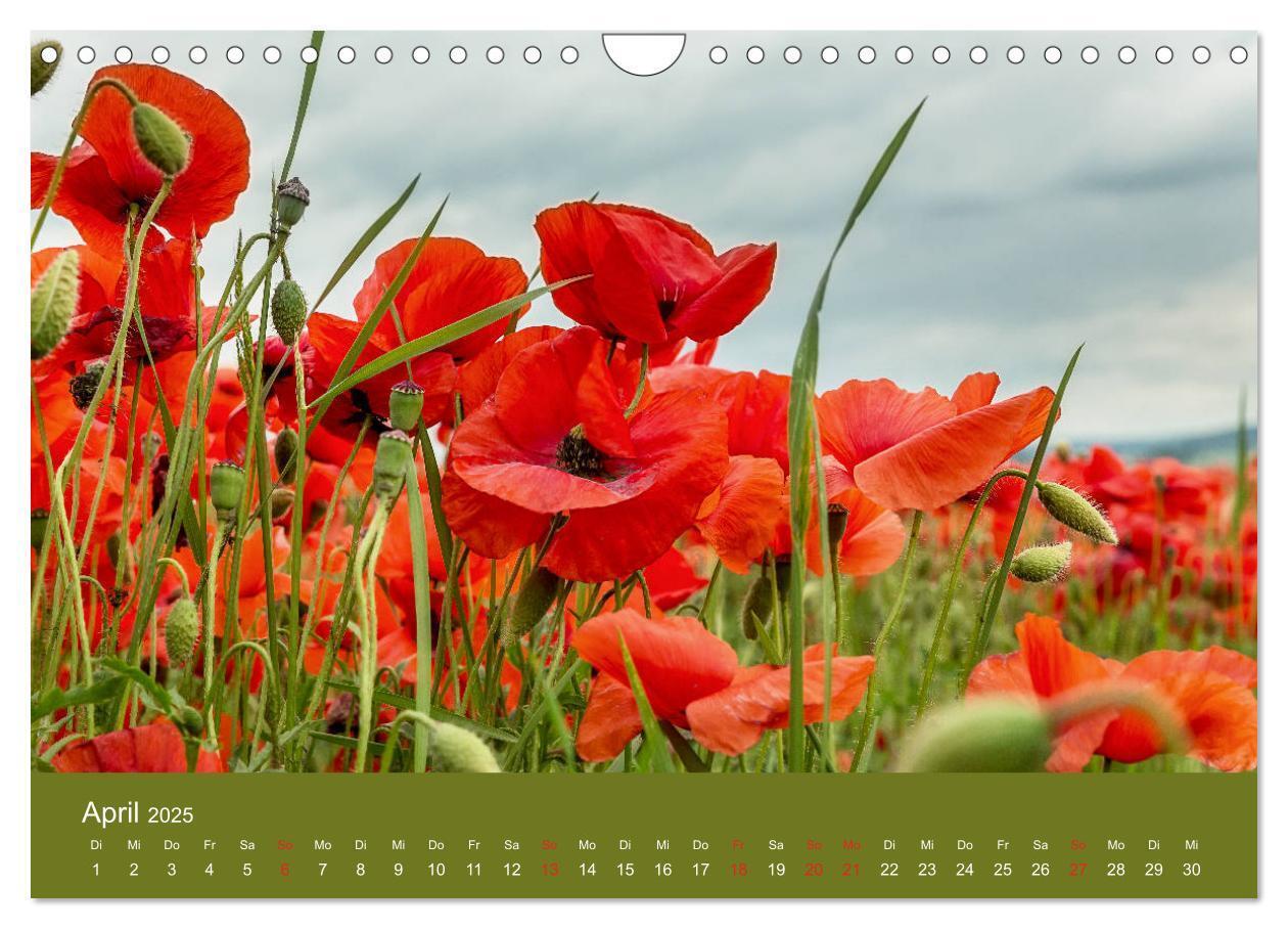 Bild: 9783435122967 | Mohnblumen Romantik (Wandkalender 2025 DIN A4 quer), CALVENDO...