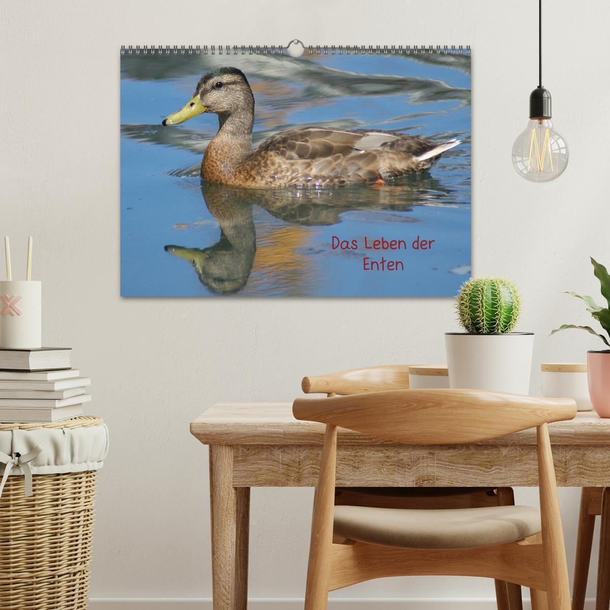 Bild: 9783435840526 | Das Leben der Enten (Wandkalender 2025 DIN A3 quer), CALVENDO...