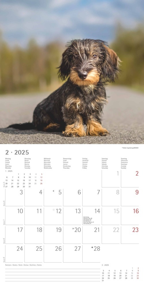 Bild: 4251732343033 | Alpha Edition - Dackel 2025 Broschürenkalender, 30x30cm,...