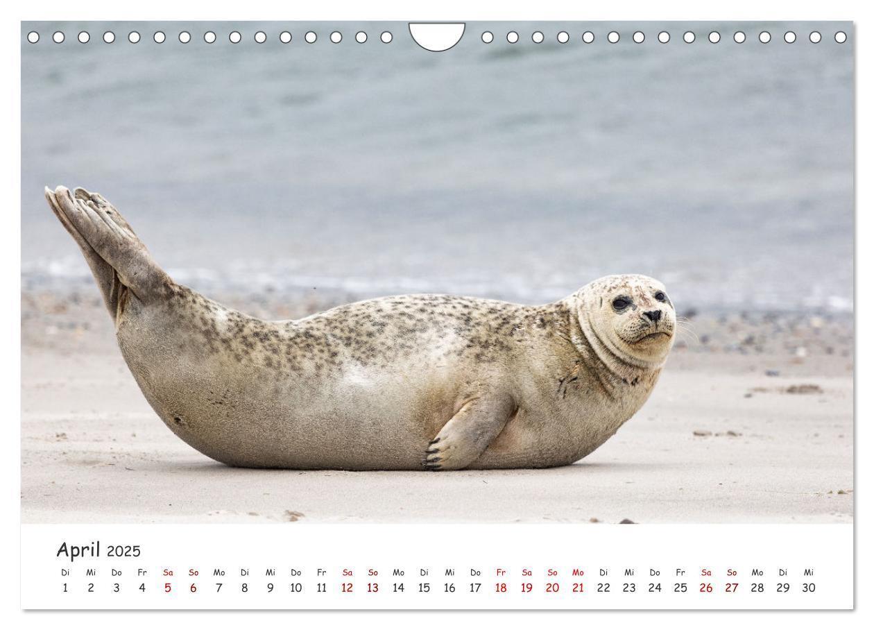 Bild: 9783435029297 | Sehnsuchtinsel Langeoog (Wandkalender 2025 DIN A4 quer), CALVENDO...