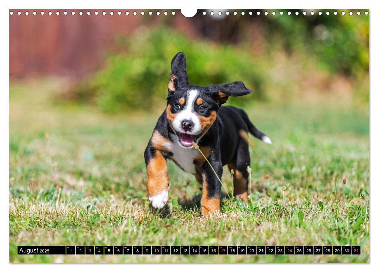 Bild: 9783383952449 | Großer Schweizer Sennenhund - Mit Schweizer Welpen durch das Jahr...