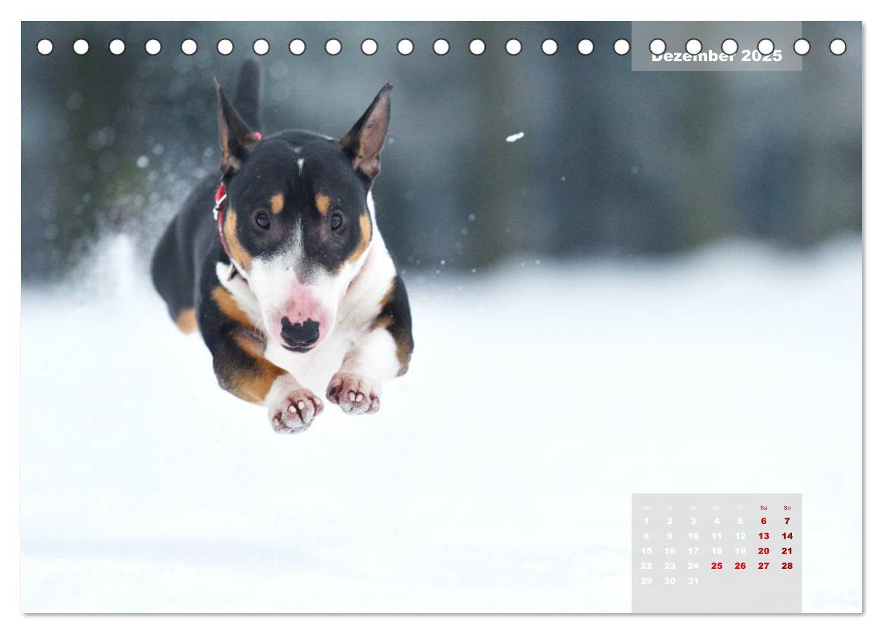 Bild: 9783435340330 | Bullterrier 2025 Frech und fröhlich durch das Jahr (Tischkalender...