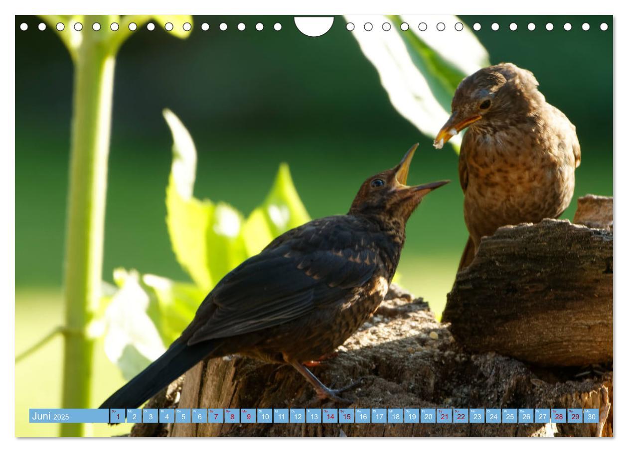 Bild: 9783435026302 | Amsel - Schwarzdrossel fotografiert von Ostfriesenfotografie...