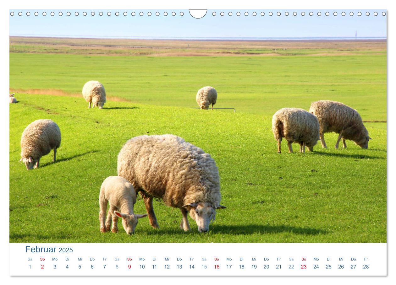 Bild: 9783435650545 | Schafe am Deich 2025. Tierische Impressionen von der Nordseeküste...