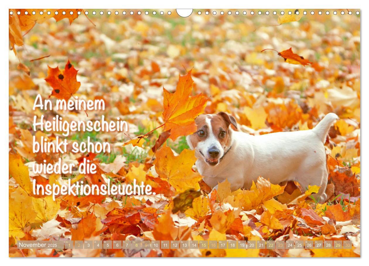 Bild: 9783457199794 | Jack Russell Terrier: flink und verspielt (Wandkalender 2025 DIN A3...