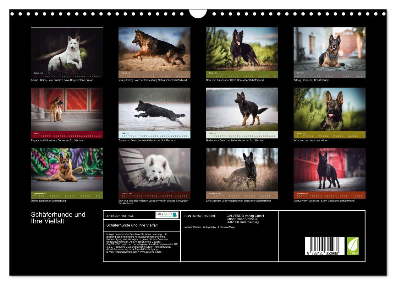 Bild: 9783435350988 | Schäferhunde und Ihre Vielfalt (Wandkalender 2025 DIN A3 quer),...