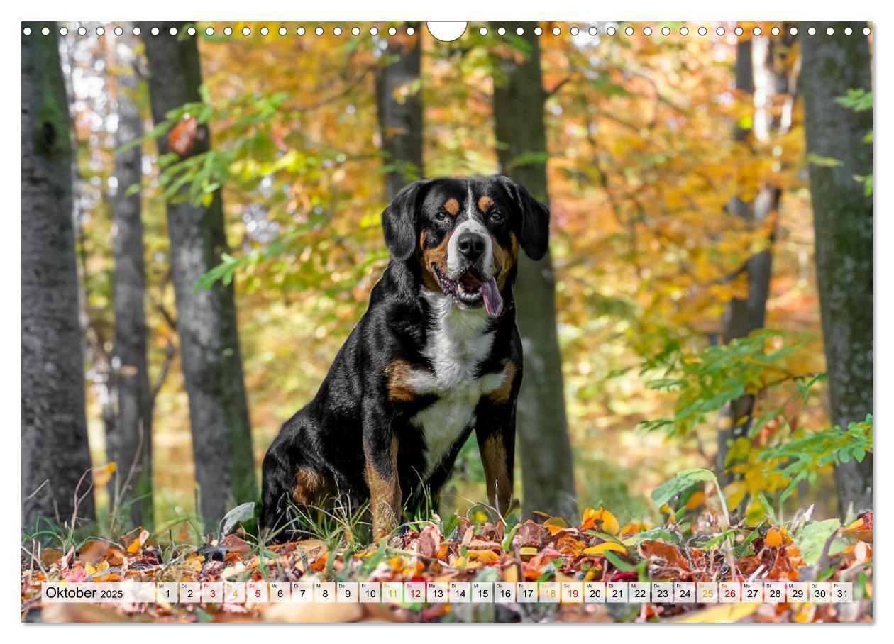 Bild: 9783457198964 | Entlebucher - Temperamentvolle Schweizer Sennenhunde (Wandkalender...