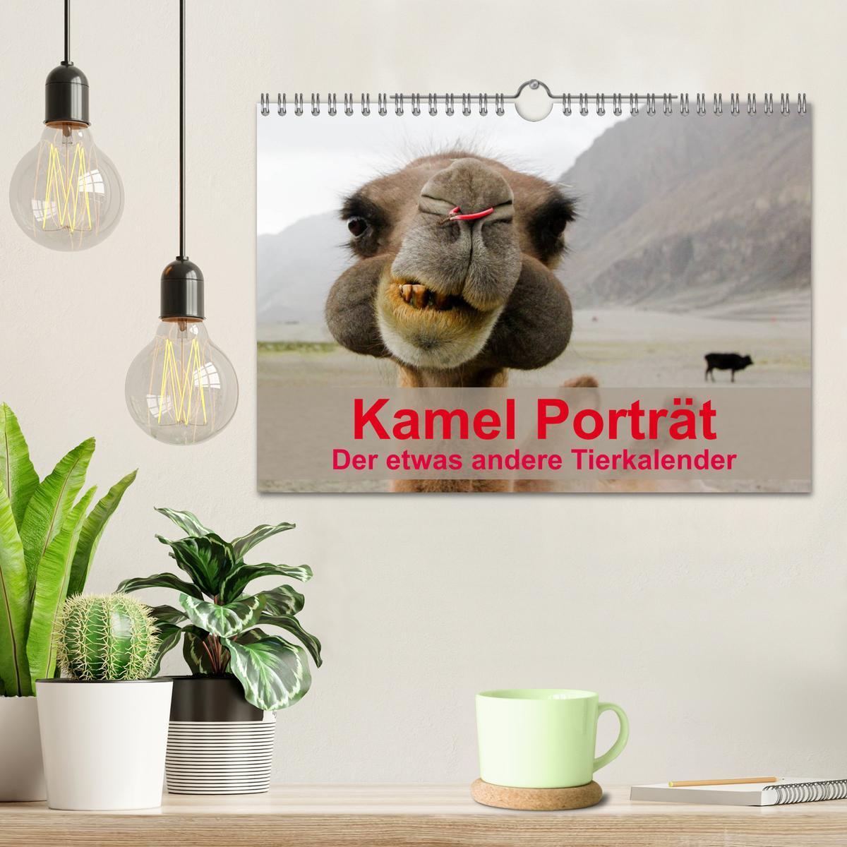 Bild: 9783435592197 | Kamel Porträt (Wandkalender 2025 DIN A4 quer), CALVENDO Monatskalender