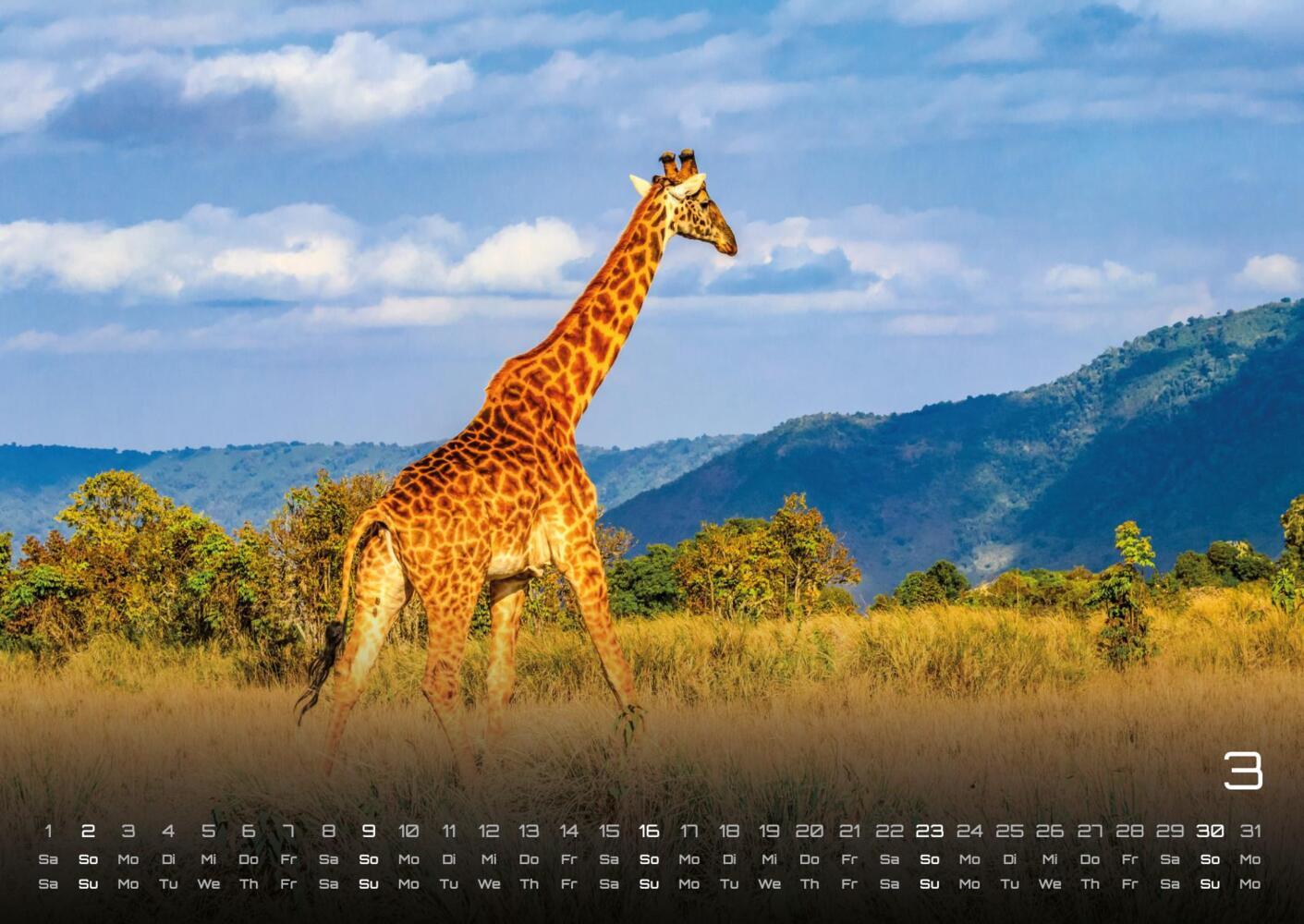 Bild: 9783986734374 | Afrikas Tierwelt - Der Tierkalender - 2025 - Kalender DIN A2 | 15 S.