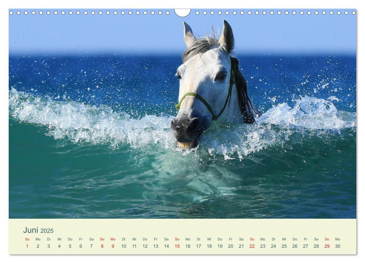 Bild: 9783435215614 | PFERDE &amp; MEER (Wandkalender 2025 DIN A3 quer), CALVENDO Monatskalender