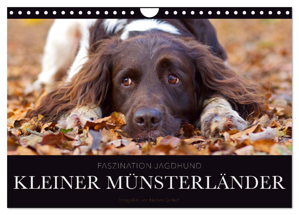 Cover: 9783435416066 | Faszination Jagdhund - Kleiner Münsterländer (Wandkalender 2025 DIN...