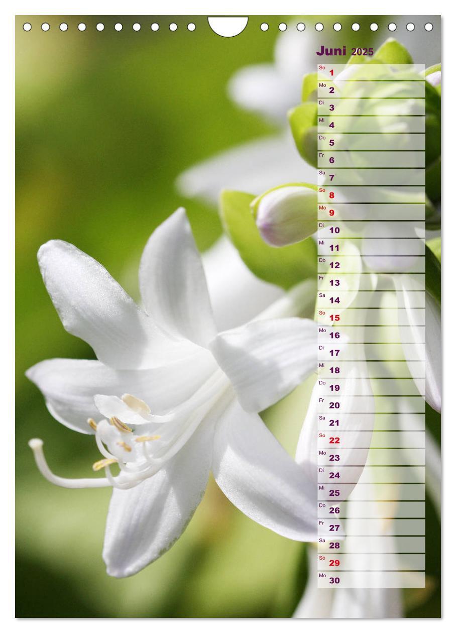 Bild: 9783435974887 | Hostas Herzblattlilien Funkien (Wandkalender 2025 DIN A4 hoch),...