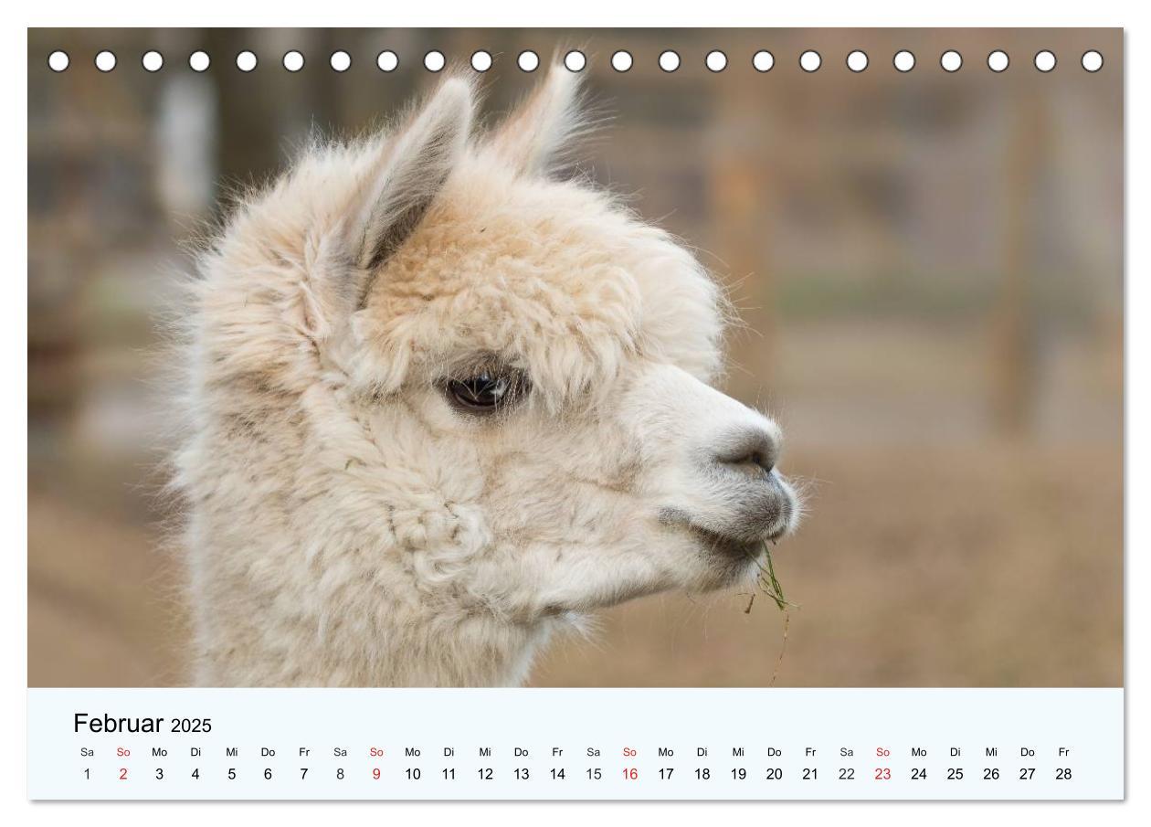 Bild: 9783435482511 | Die Kameliden. Hübsche Kamele, Lamas und Alpakas (Tischkalender...