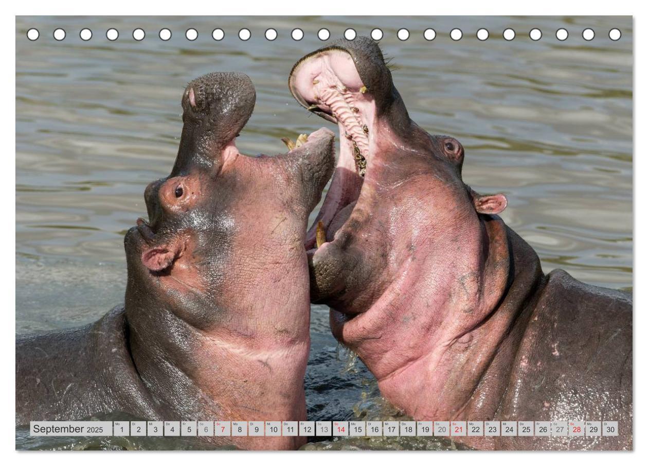 Bild: 9783435735365 | Emotionale Momente. Happy Hippo / CH-Version (Tischkalender 2025...