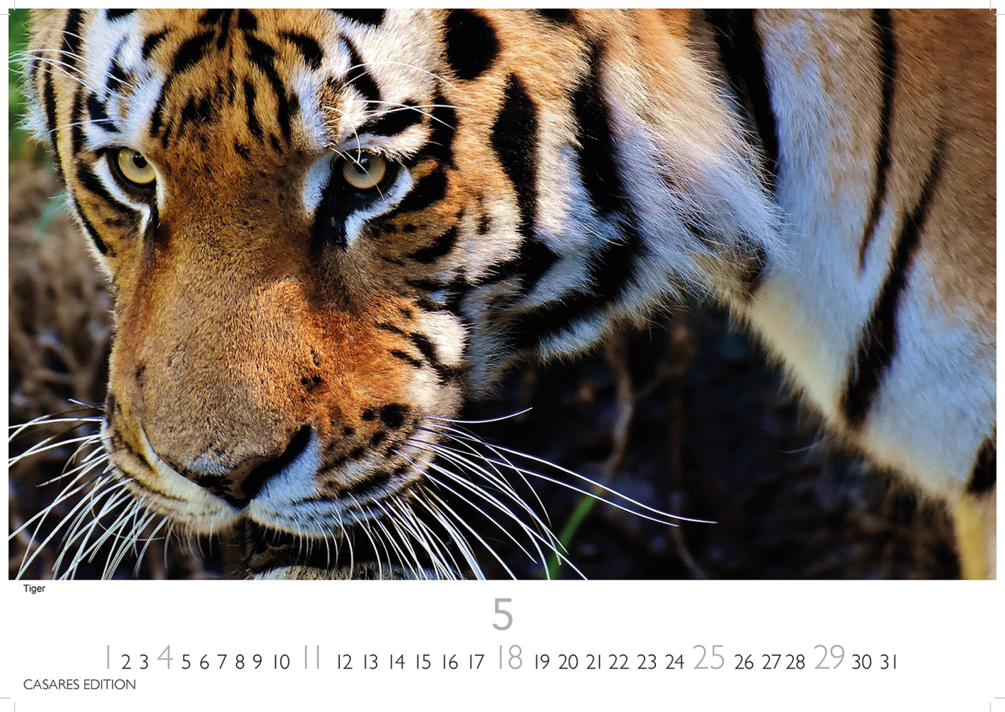 Bild: 9781835241257 | Big Cats 2025 S 24x35cm | Kalender | 14 S. | Deutsch | 2025